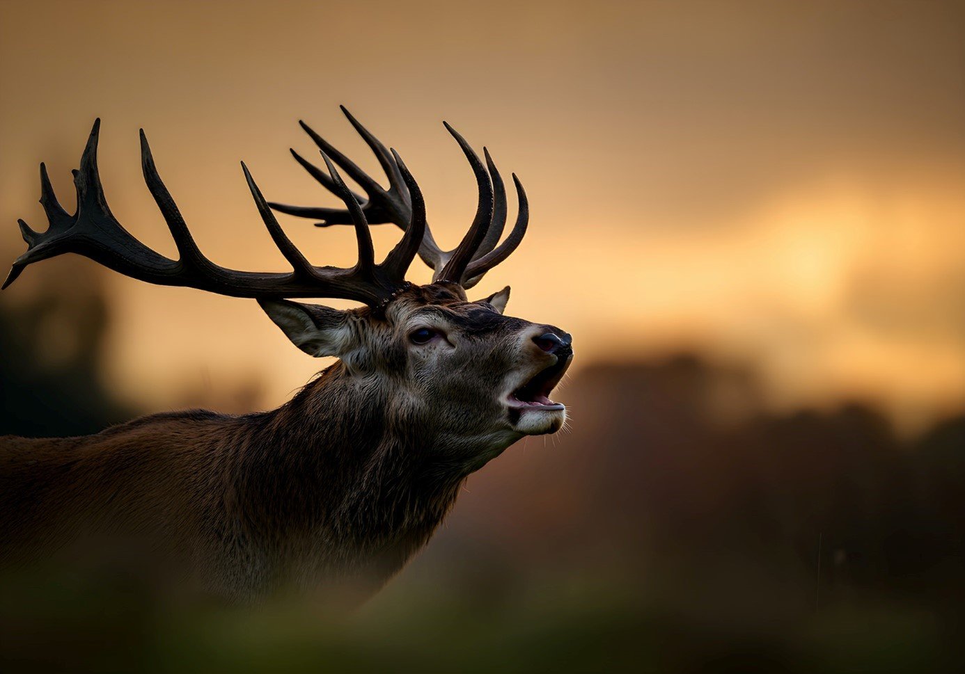 Baumit blog Zlatý jelen Baumit blog Zlatý jelen